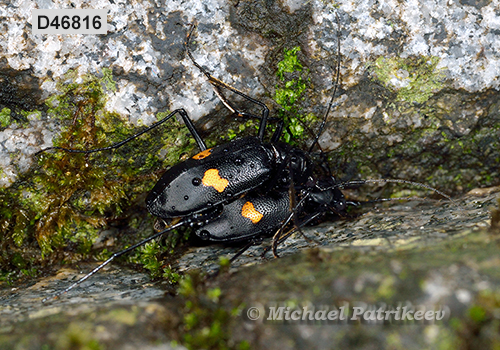 Oxycheila tristis